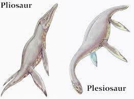 plesiosaur and pliosaur